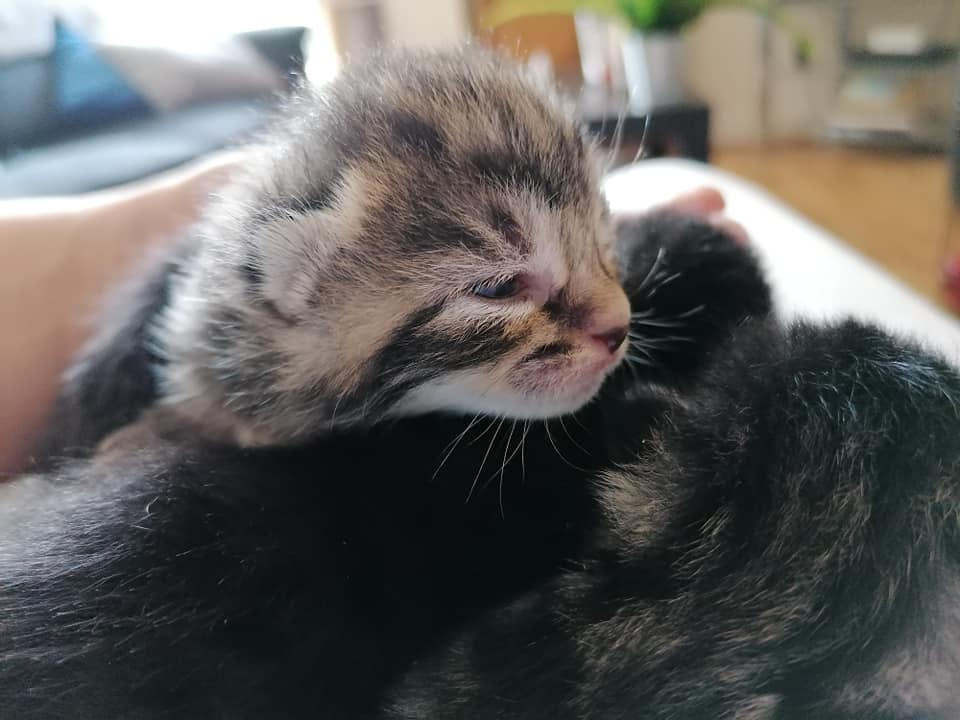 bonded kittens