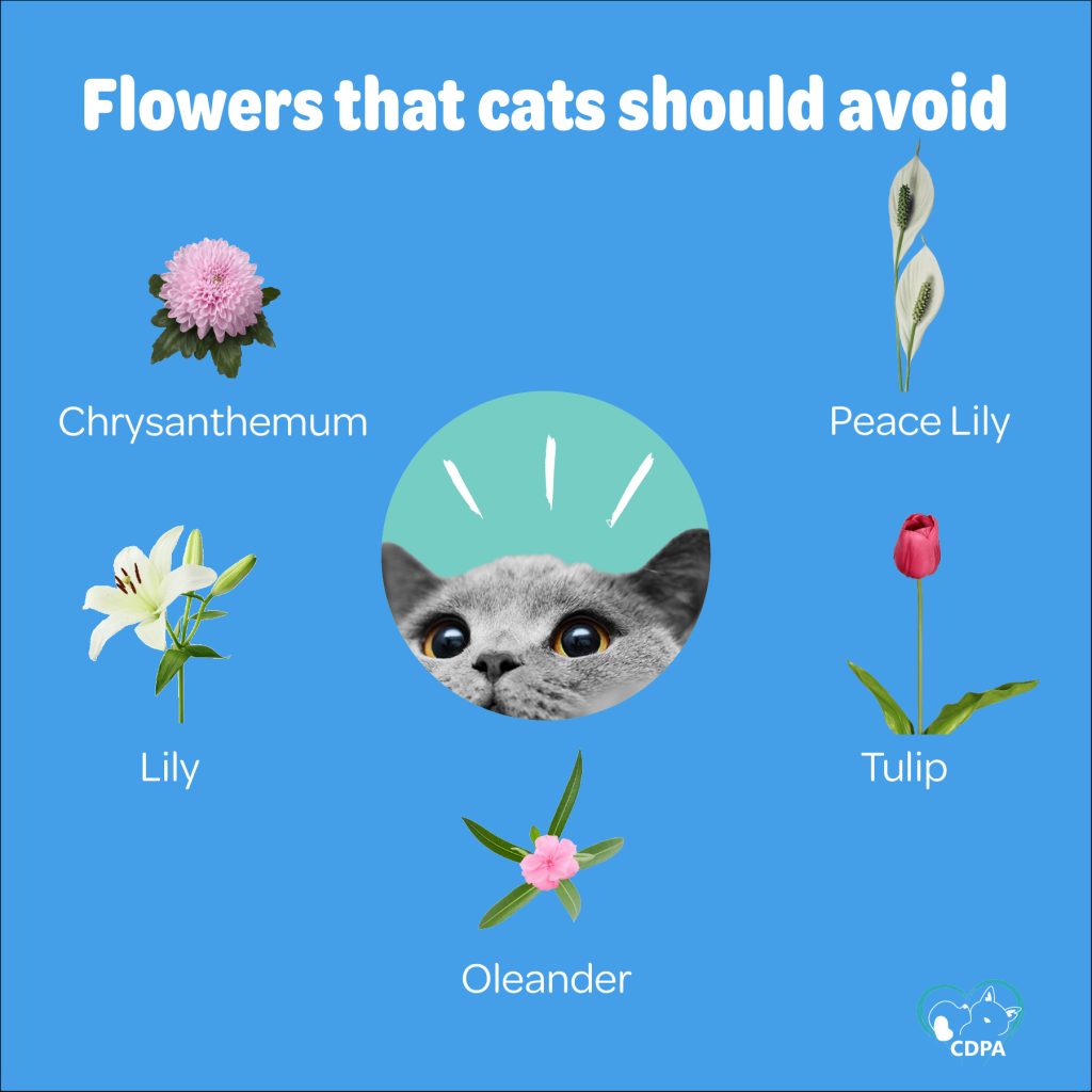 Toxic Plants for Cats – Cat and Dog Protection Association of Ireland