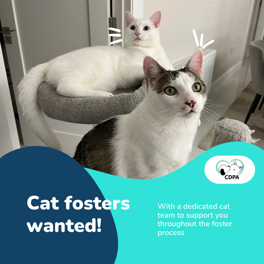 Foster Cat and Dog Protection Association of Ireland