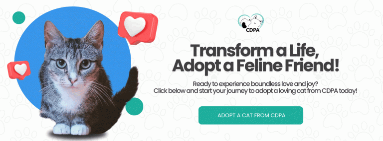Why Consider Adopting a Cat? The Benefits Are Purr-fectly Clear!