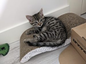 Jalapeno