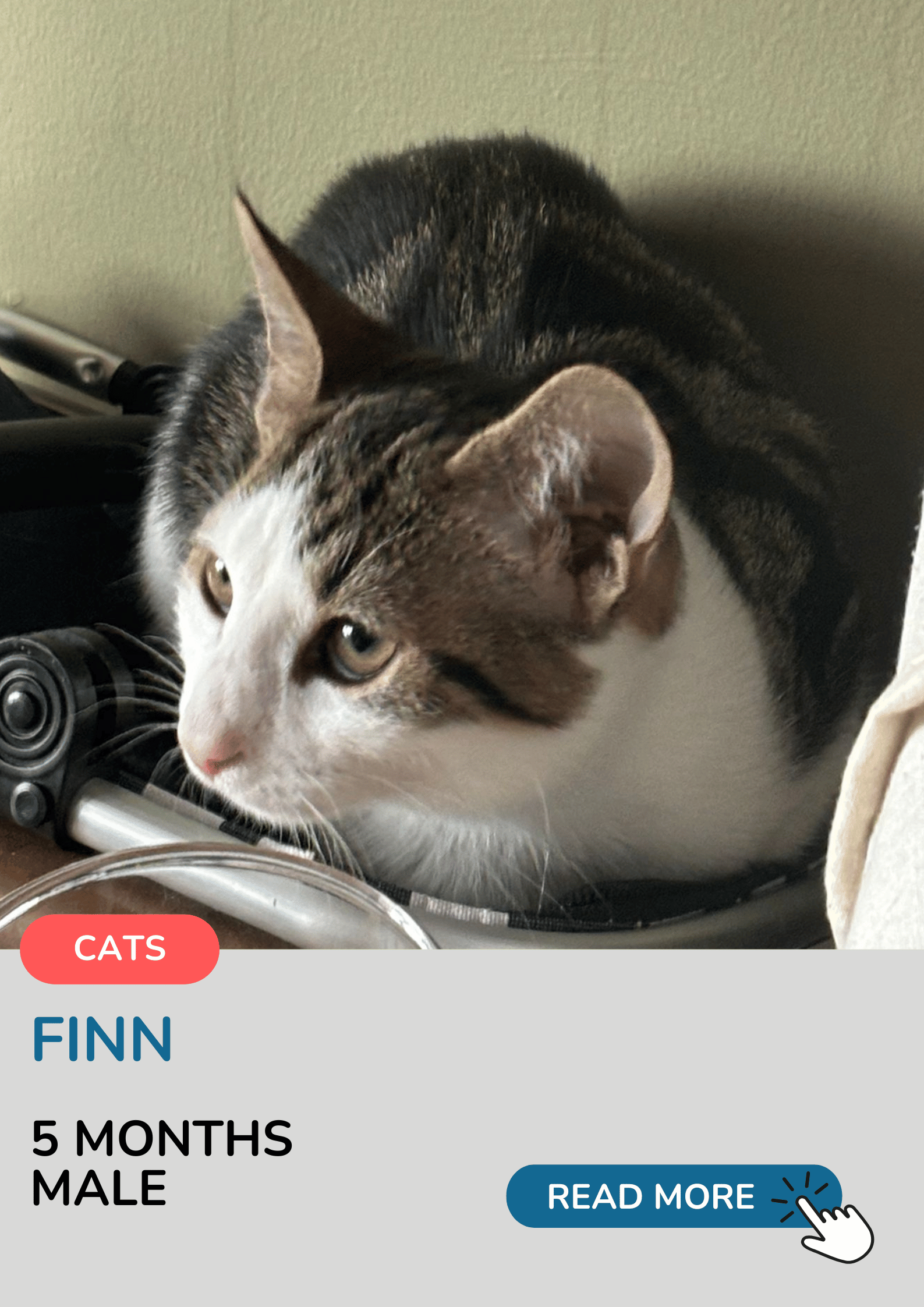 Finn