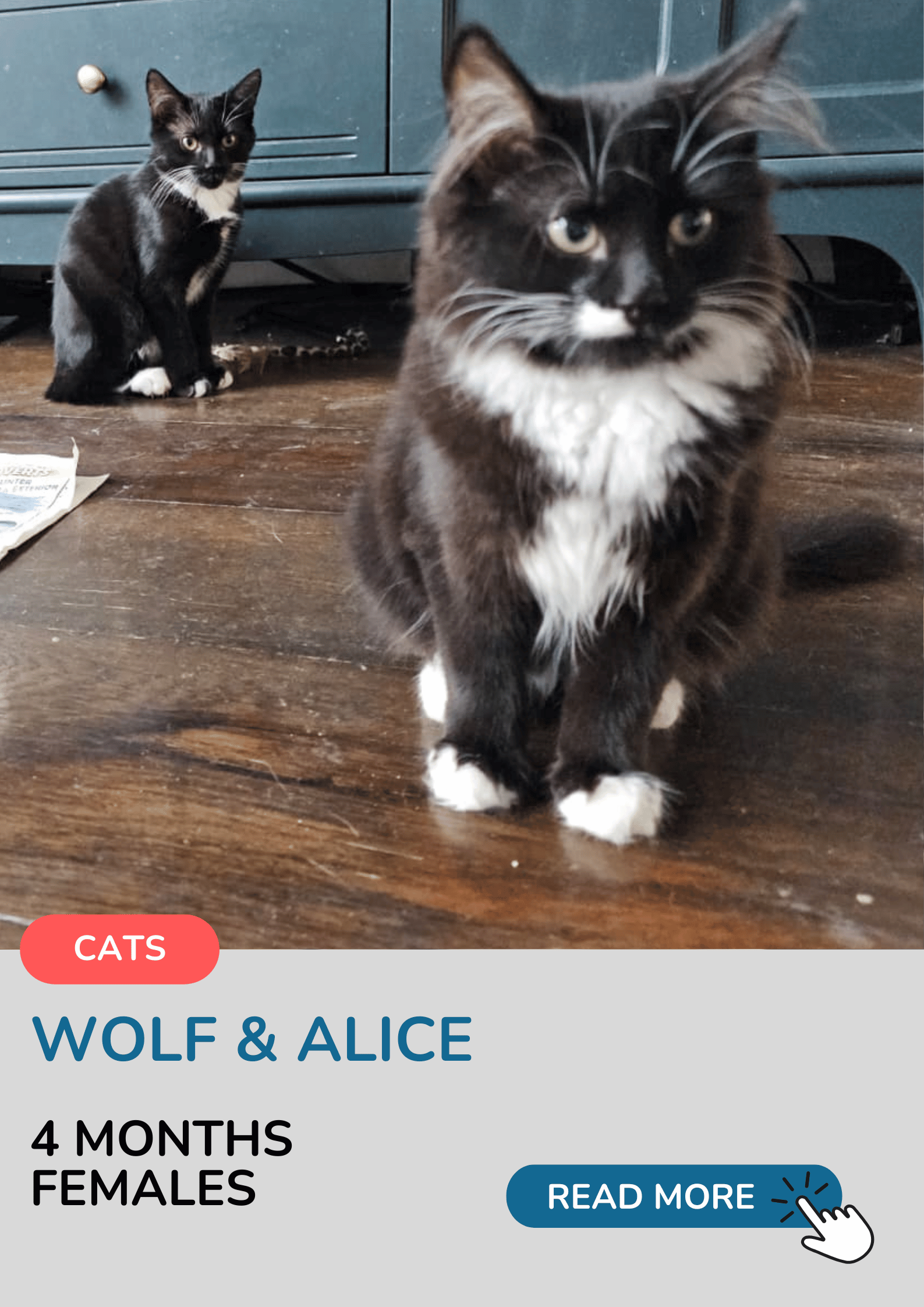 Wolf & Alice